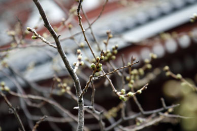 写真12
