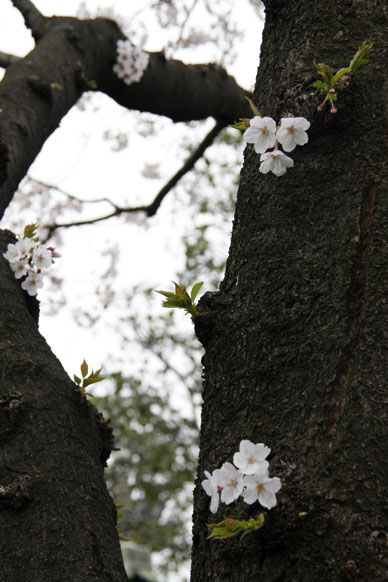 写真10
