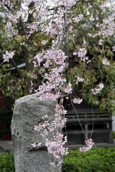 写真12