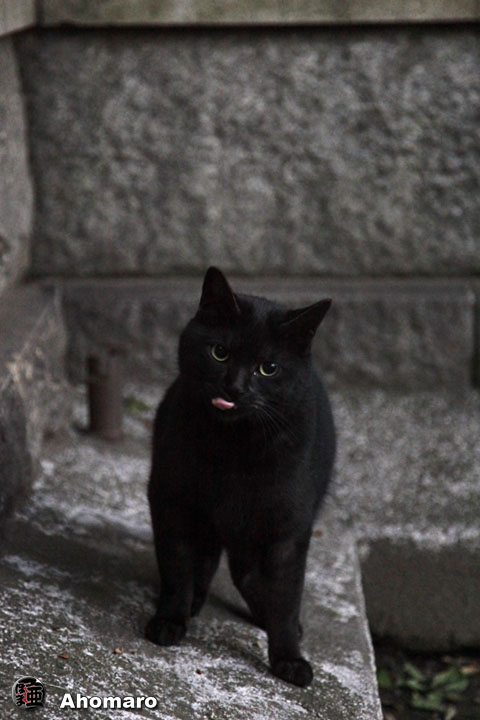 ʐ^00