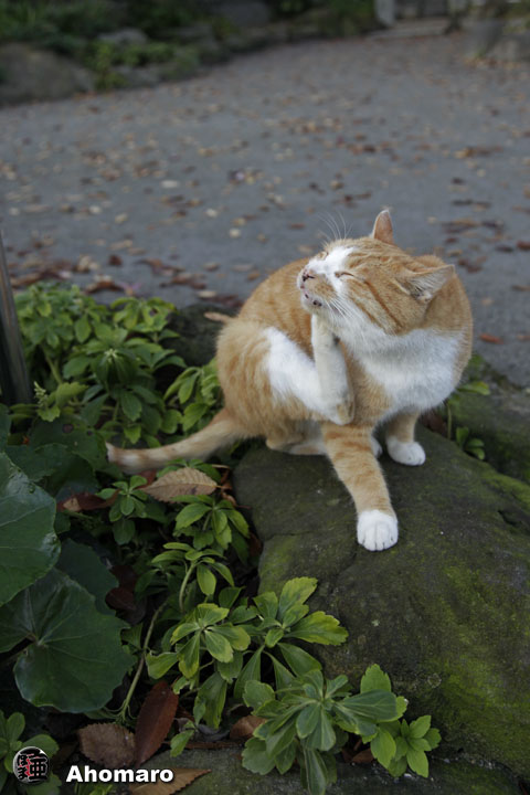 写真00
