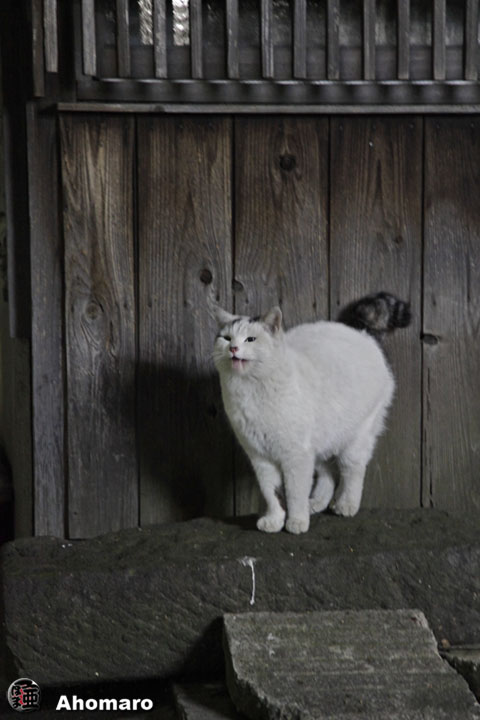 ʐ^00