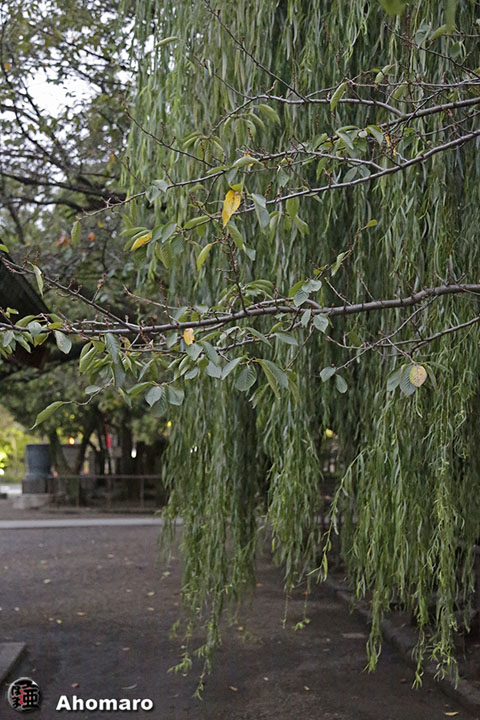 写真00