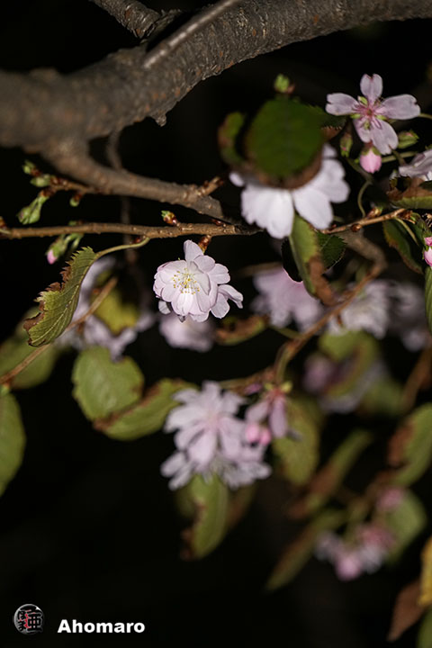 写真00