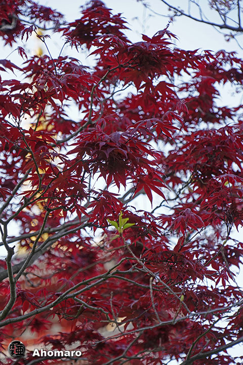 写真00