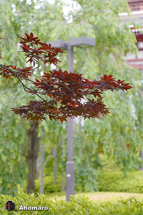 写真00