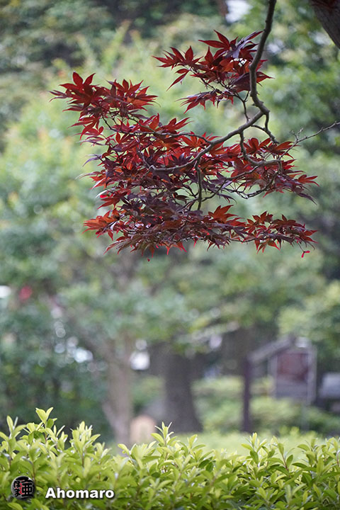 写真00