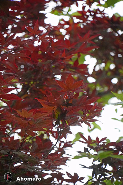 写真00