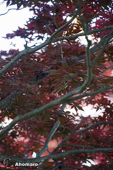 写真00