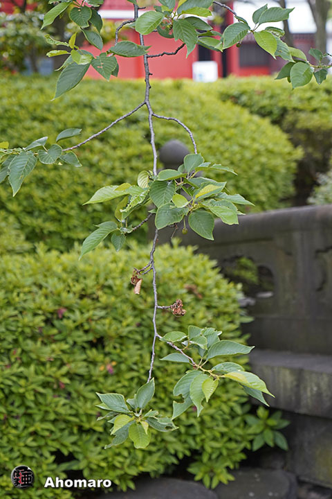 写真00