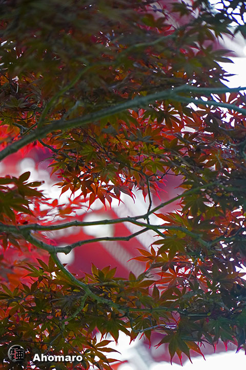 ʐ^00