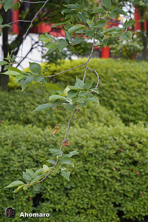 写真00