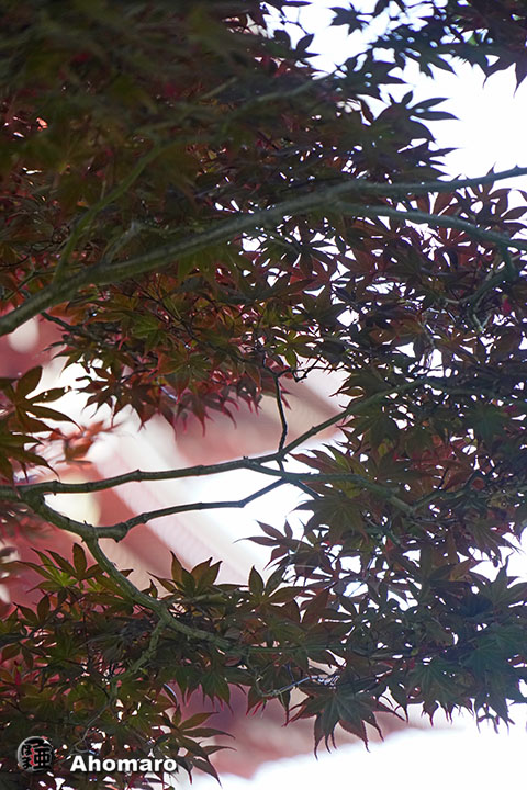 写真00