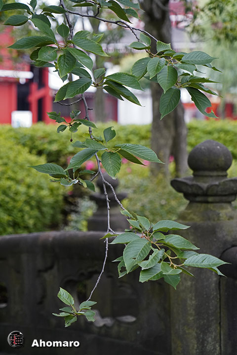 写真00
