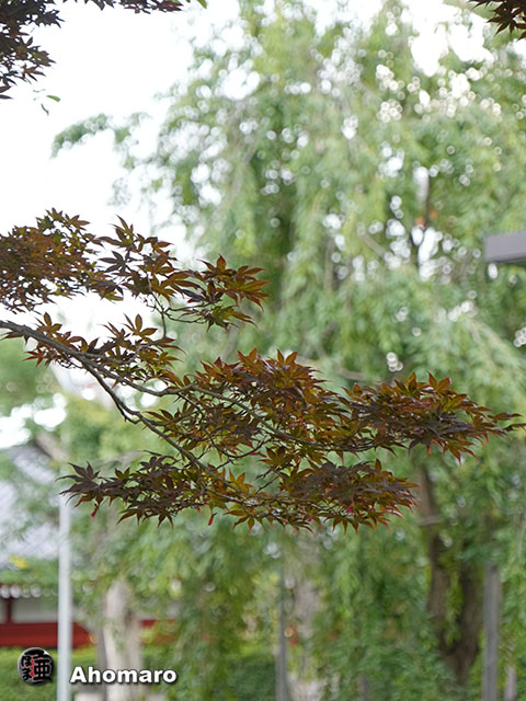 写真00