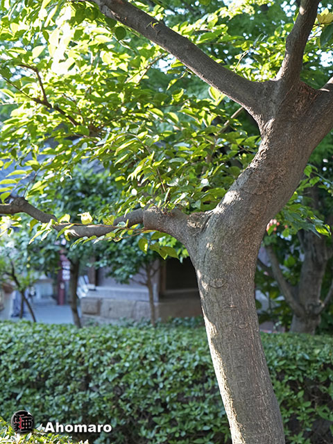 写真00