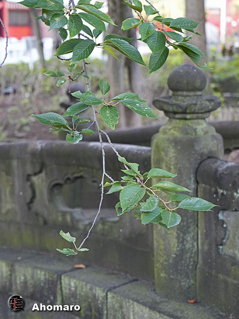 写真00