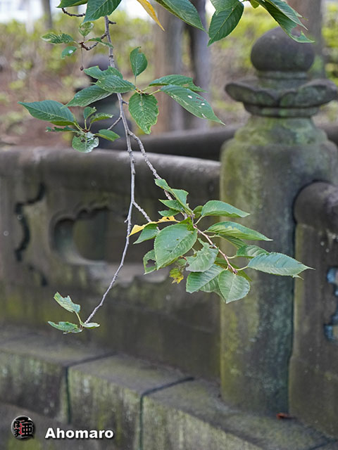 写真00