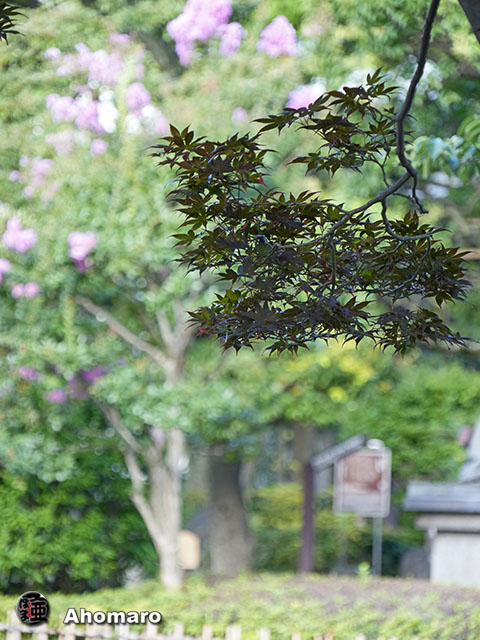 写真00