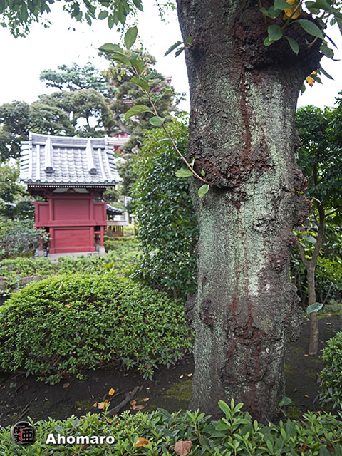 写真00