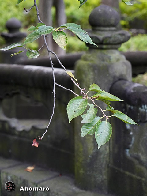 写真00