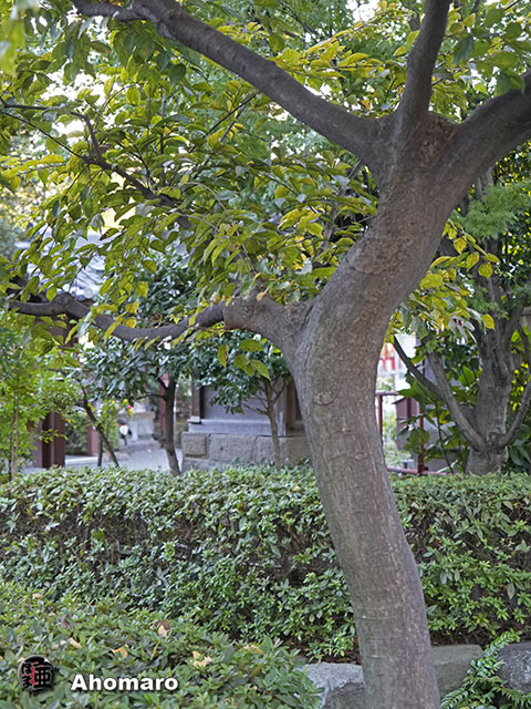 写真00