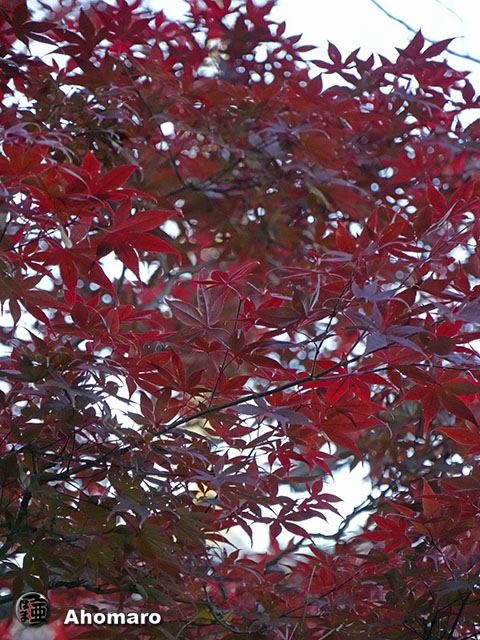 写真00