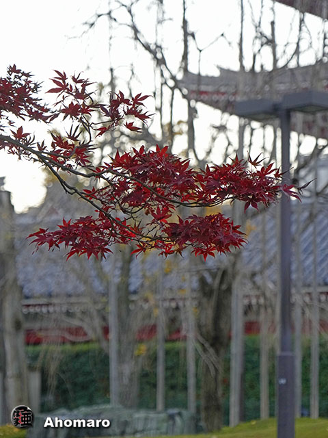 写真00