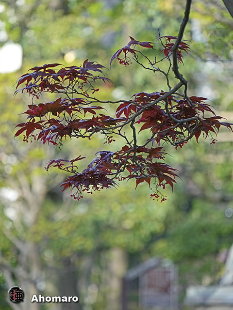 写真00
