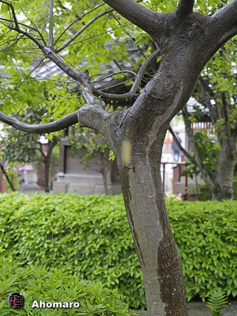 ʐ^00