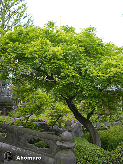 写真00