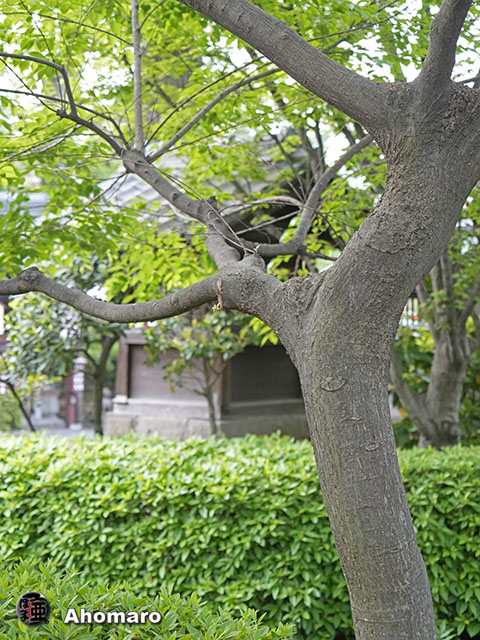 ʐ^00
