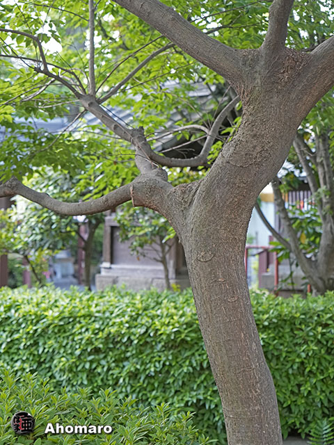 ʐ^00