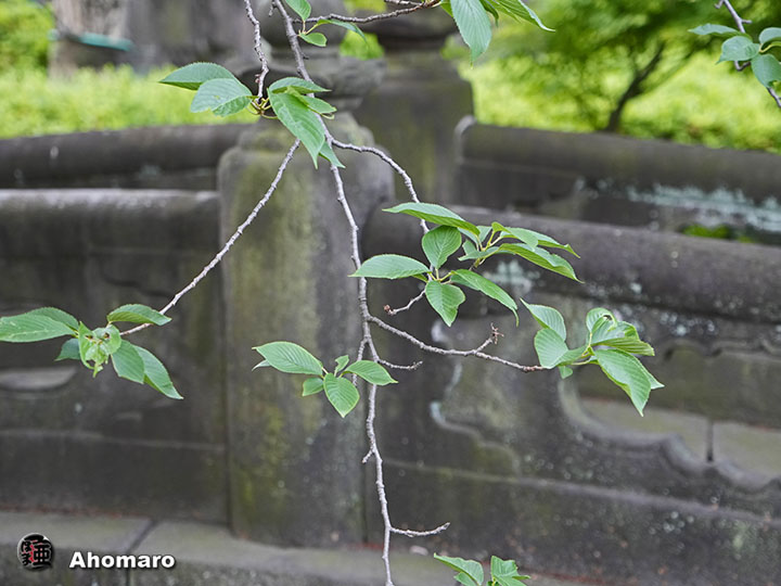写真00