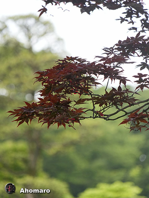 写真00