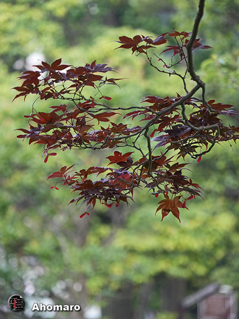 写真00