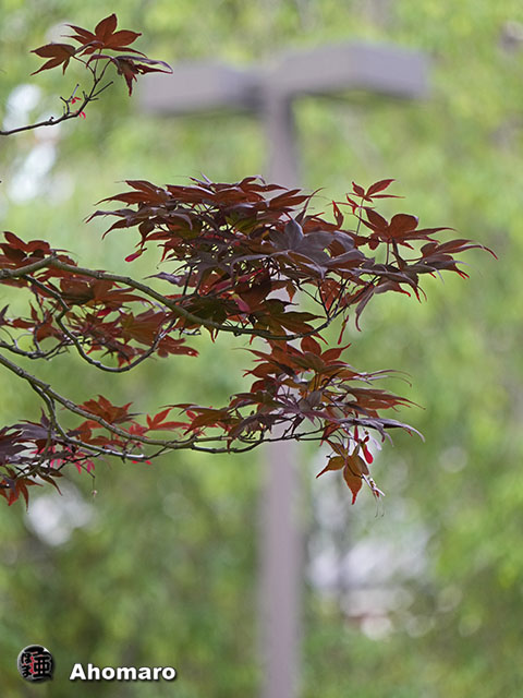 写真00