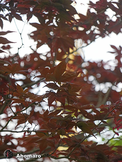 写真00