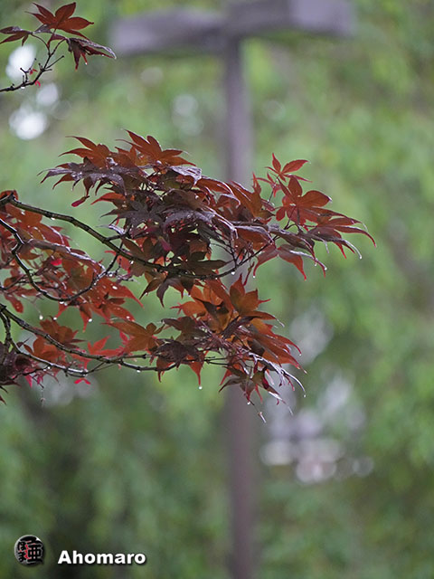 写真00