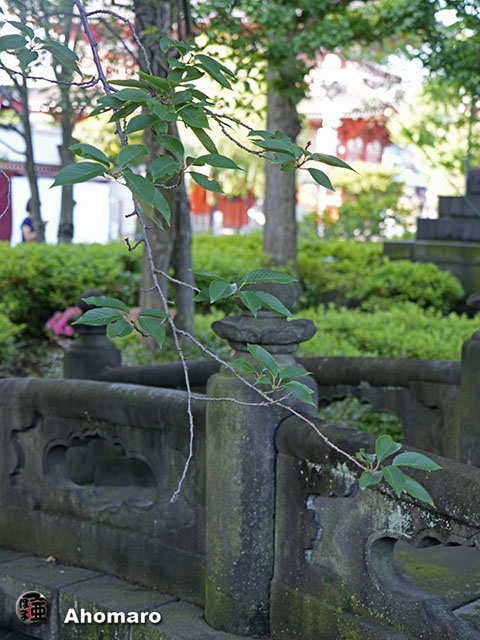 写真00