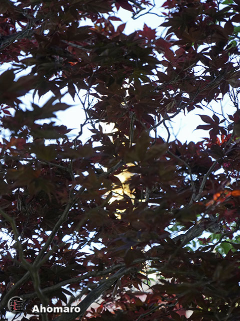 写真00