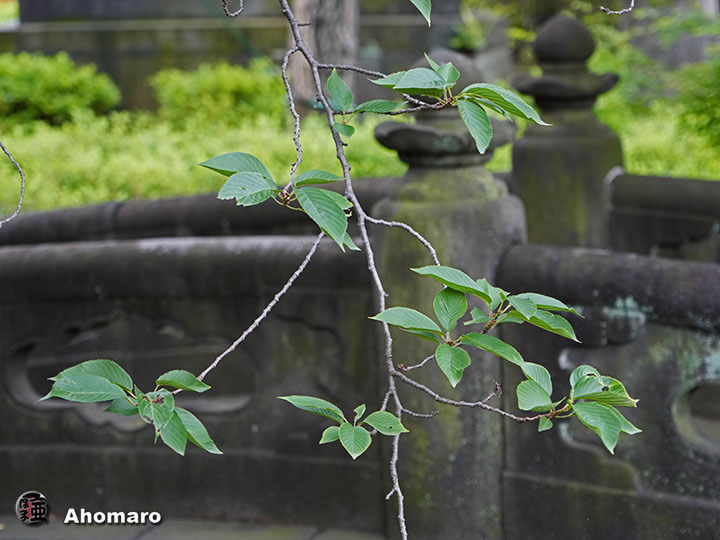 写真00