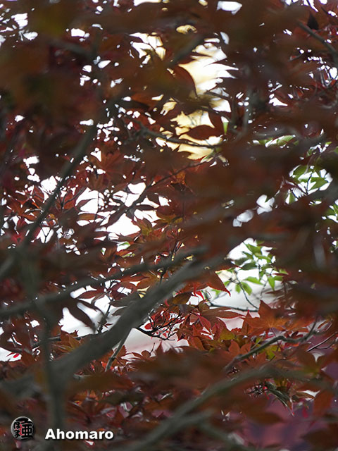 写真00