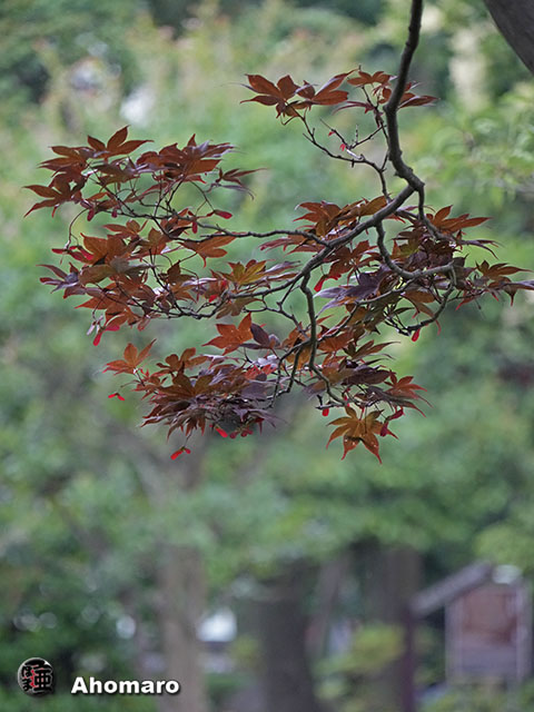 写真00