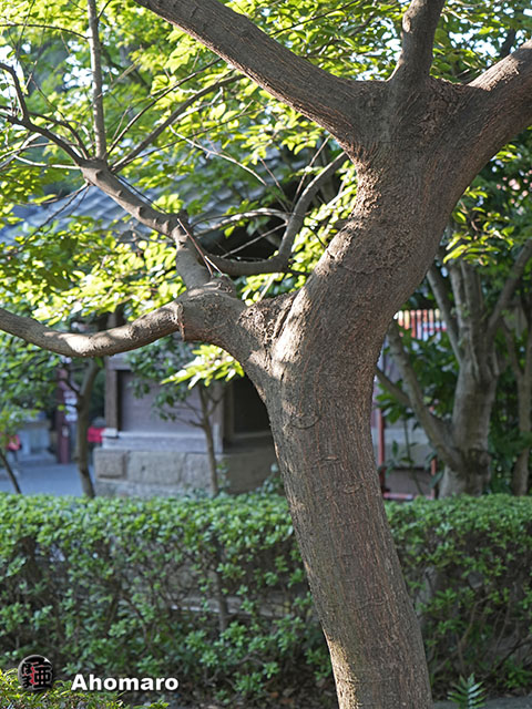写真00