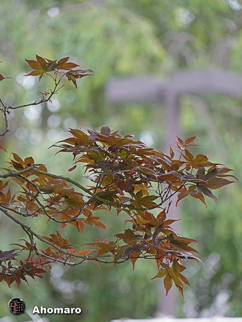 写真00