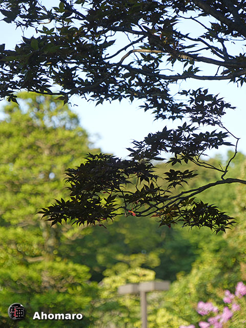 写真00