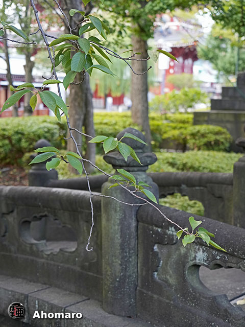 写真00
