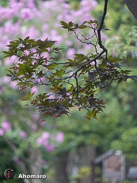 写真00