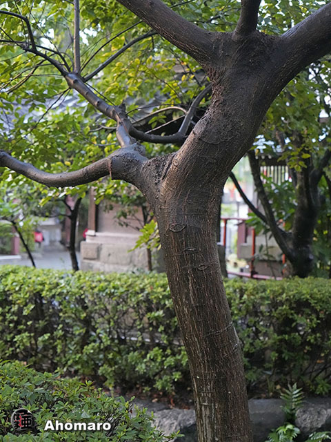 ʐ^00